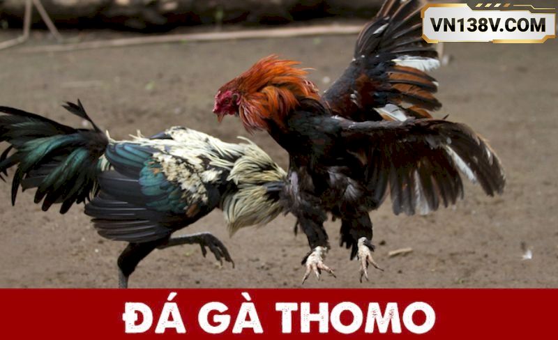 Gioi-thieu-ve-da-ga-Thomo-la-gi